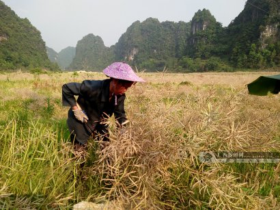 澳门永利官网_澳门永利网站_澳门永利网址_农户抢抓时节收割油菜